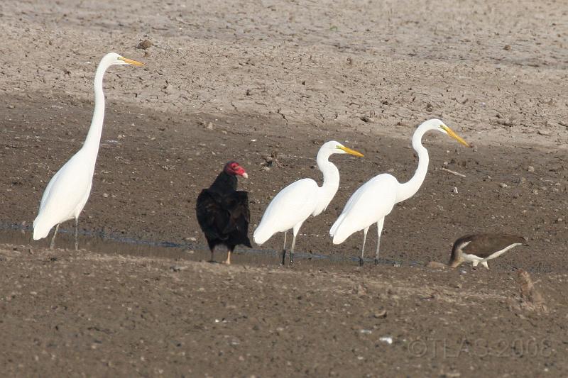 Great Egret, Turkey Vulture, White Ibis 092008 221.jpg